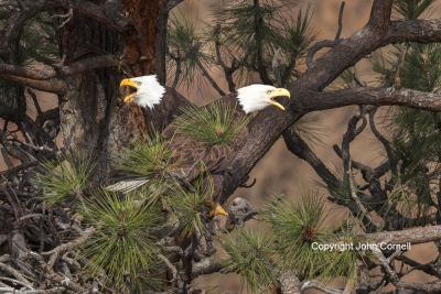 Bald-Eagle;Eagle;Haliaeetus-leucocephalus;Nest-outdoor;Pair;avifauna;bird;birds;